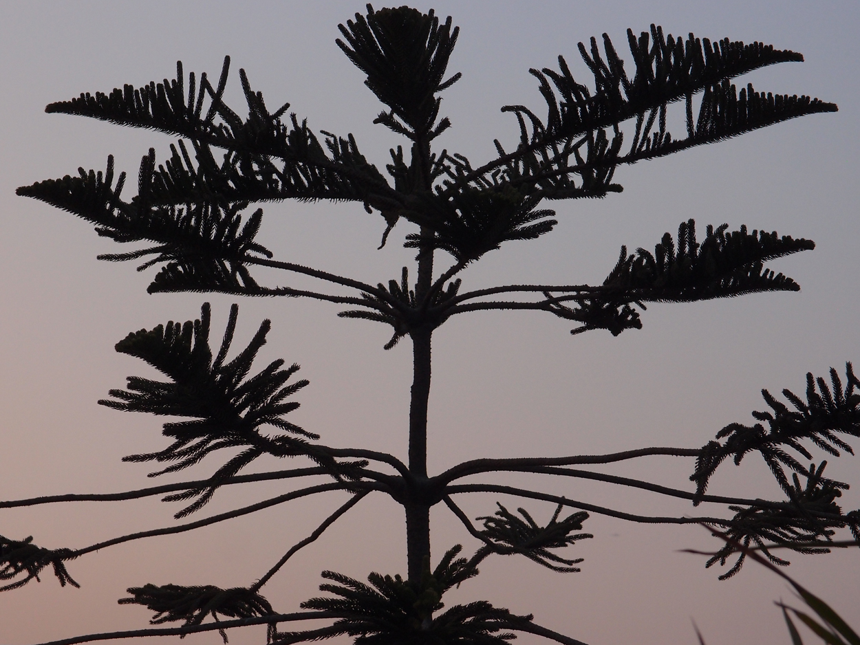 2018-01-20 17 Uhr - Namo Buddha Rooftop (Foto) 